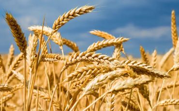 Agribusiness trade within Afcfta.2Johannesburg_Pretoria_Durban_Capetown