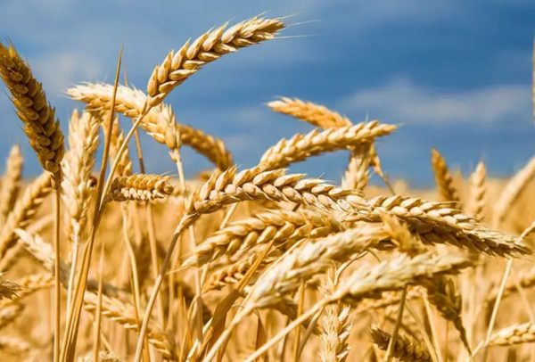 Agribusiness trade within Afcfta.2Johannesburg_Pretoria_Durban_Capetown