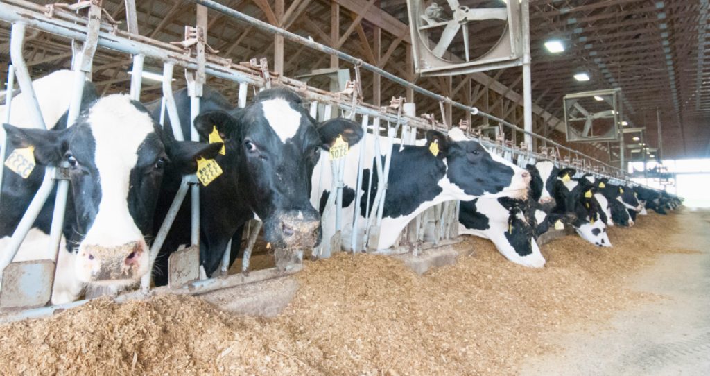 What is the animal feed legislation in South Africa-pretoria-capetown-durban