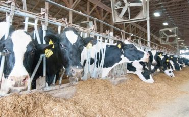 What is the animal feed legislation in South Africa-pretoria-capetown-durban