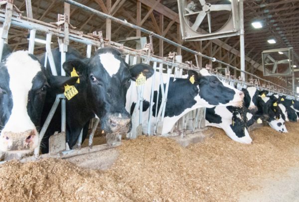 What is the animal feed legislation in South Africa-pretoria-capetown-durban