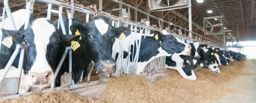What is the animal feed legislation in South Africa-pretoria-capetown-durban